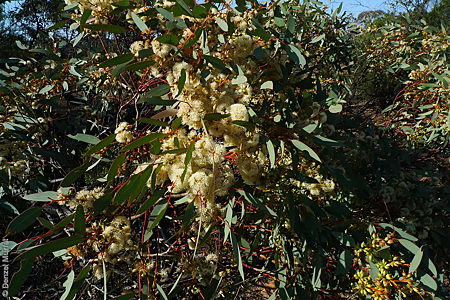 Eucalyptus yalatensis p Denzel Murfet Nullarbor NP